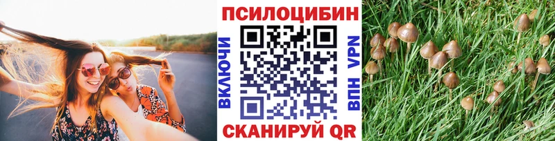 где найти   Астрахань  Псилоцибиновые грибы MAGIC MUSHROOMS 